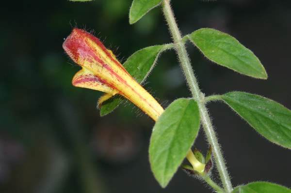 http://www.cloudjungle.com/CloudJungle/Gesneriaceae/Columnea/Columnea maryjane evans flower2.jpg